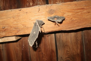 Hannoverská kasárna