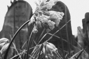 židovský hřbitov Libochovice