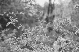 židovský hřbitov Libochovice